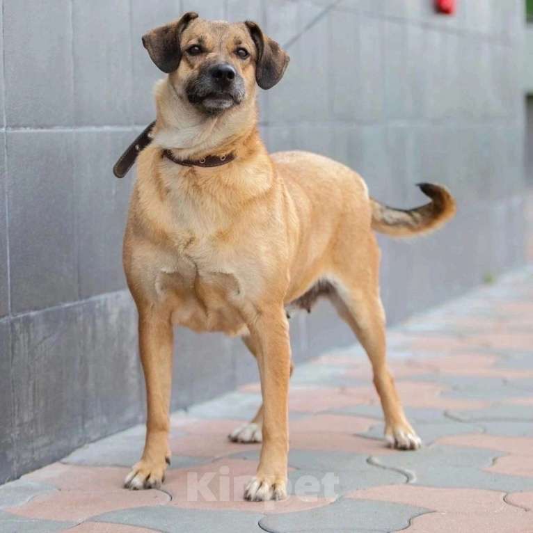 Собаки в Москве: Ева Девочка, Бесплатно - фото 4