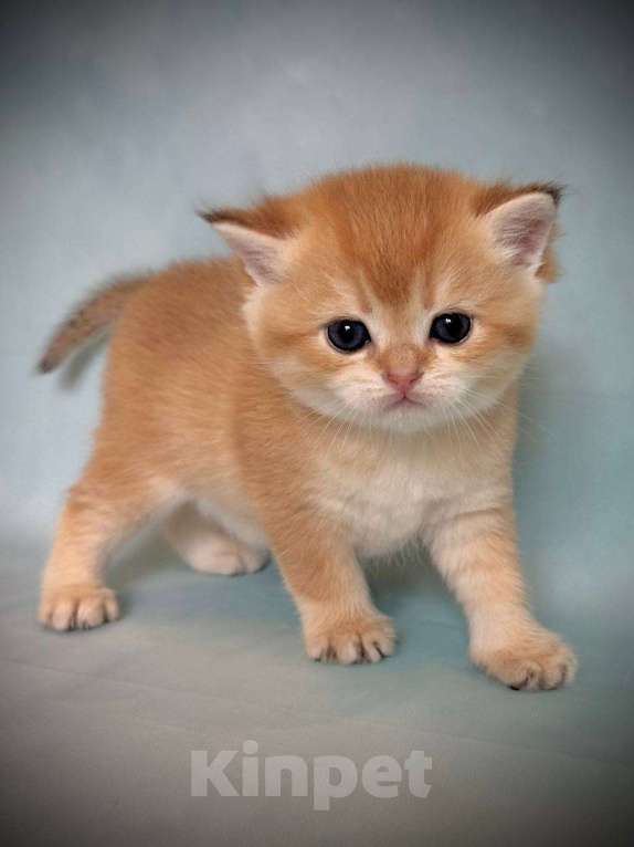 Кошки в Калуге: Британская золотая шиншилла Девочка, 45 000 руб. - фото 9