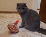Кошки в Балашихе: Шотландский вислоухий кот на вязку, 2 000 руб. - фото 2