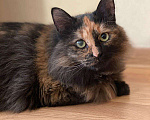 Кошки в Малоархангельске: Ласковая и Стерилизованная кошка, Бесплатно - фото 9