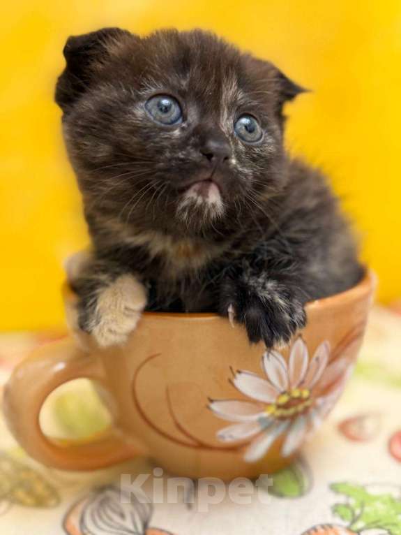 Кошки в Геленджике: Котенок в добрые руки Девочка, Бесплатно - фото 2