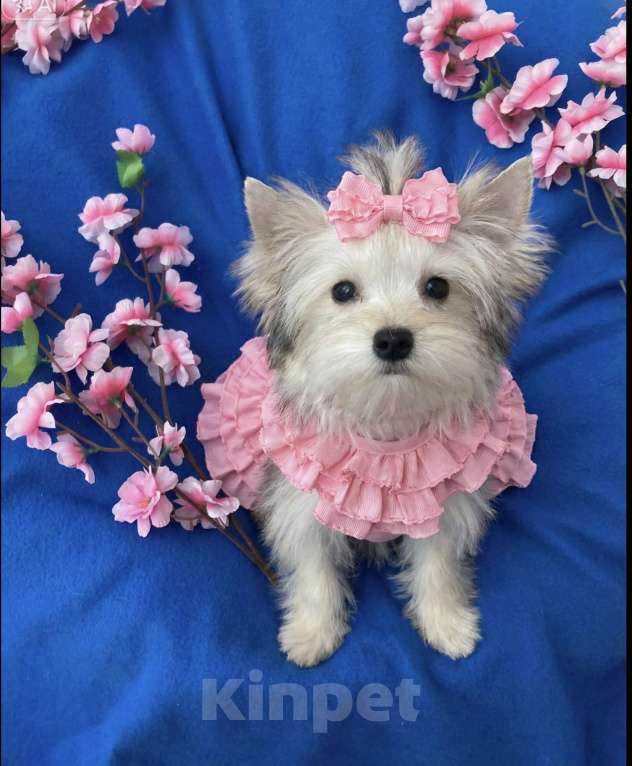 Собаки в Москве: Мини йорк золотая девочка нежная Девочка, 60 000 руб. - фото 1