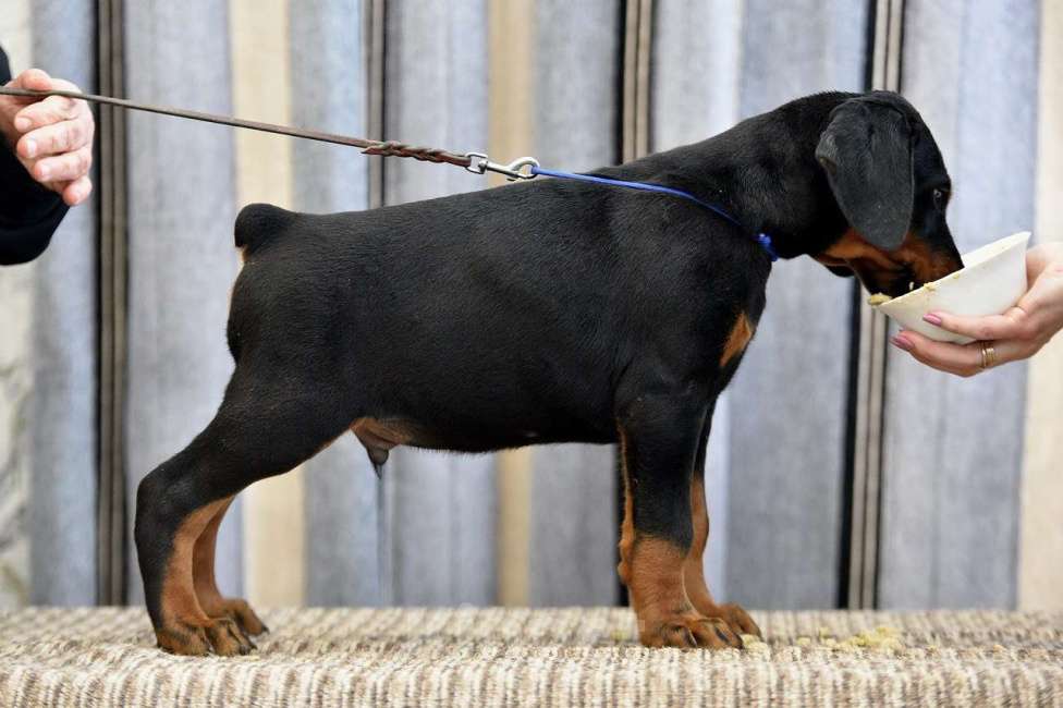 Собаки в других городах Московской области: Щенки добермана Мальчик, 65 000 руб. - фото 2