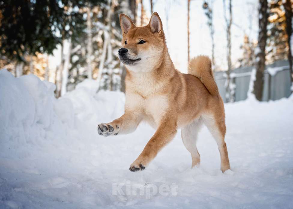 Собаки в Москве: Щенок девочка Сиба-ину ласковая и нежная Девочка, 60 000 руб. - фото 6