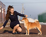 Собаки в Санкт-Петербурге: Сиба ину кобель вязка Мальчик, 30 000 руб. - фото 3
