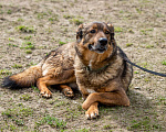 Собаки в Москве: Валик Мальчик, Бесплатно - фото 9