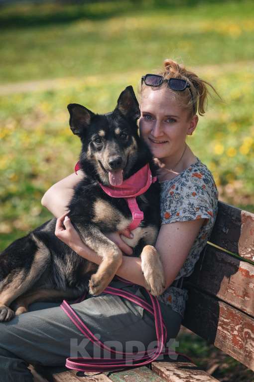 Собаки в Москве: Нежная Нуара в поисках дома Девочка, Бесплатно - фото 5