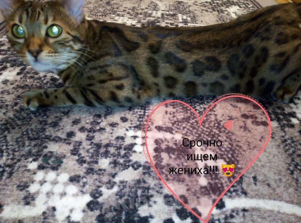 Кошки в Тюмени: Кошечка для вязки , Бесплатно - фото 1