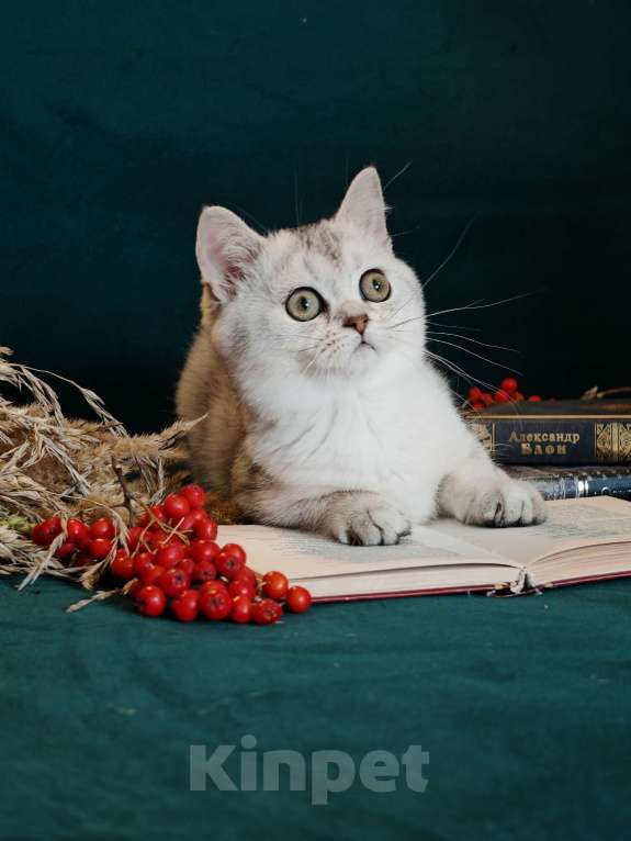 Кошки в Москве: Породистые шотландские котята Девочка, 55 000 руб. - фото 3