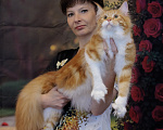 Кошки в Москве: Котёнок Мейн-кун полидакт Девоча Девочка, 70 000 руб. - фото 7