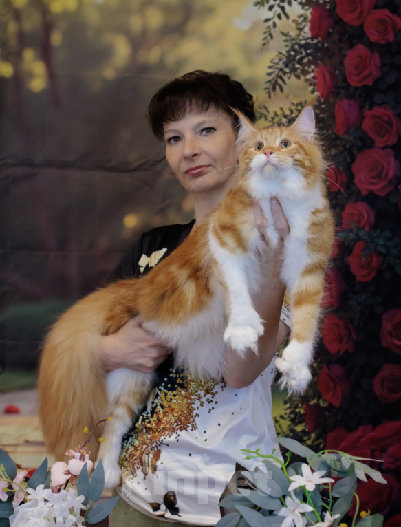 Кошки в Москве: Котёнок Мейн-кун полидакт Девоча Девочка, 70 000 руб. - фото 7