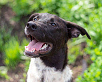 Собаки в Подольске: Барни - очаровательный, добрый песик. Мальчик, Бесплатно - фото 2