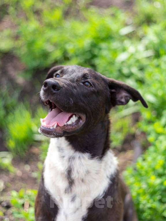 Собаки в Подольске: Барни - очаровательный, добрый песик. Мальчик, Бесплатно - фото 2