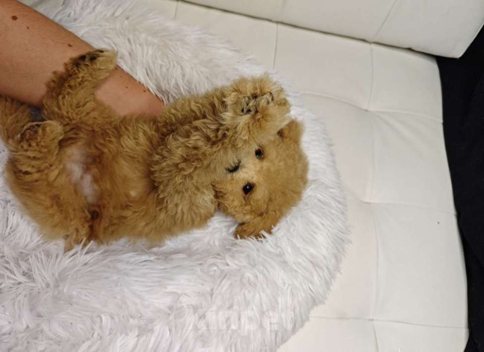 Собаки в Москве: Мальтипу Тедди девочка  Девочка, 110 000 руб. - фото 2