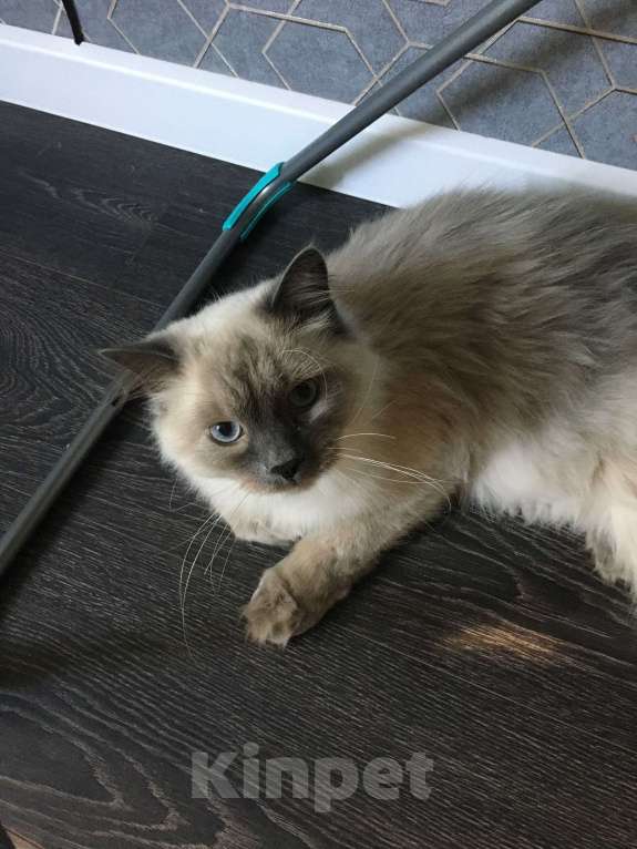 Кошки в Тюмени: Срочно Отдам кота бесплатно в связи с переезом Мальчик, Бесплатно - фото 4