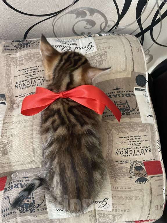 Кошки в Москве: Бенгальская девчушка Девочка, 15 000 руб. - фото 3