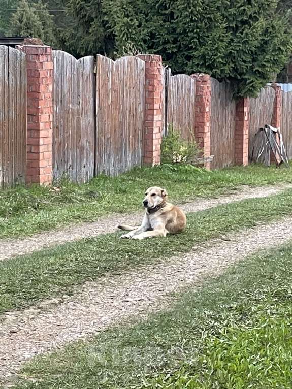 Собаки в Яхроме: Найдена собака Мальчик, Бесплатно - фото 2