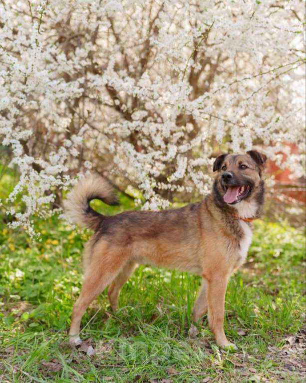 Собаки в Москве: Пёс Рыжик в поисках своей семьи!  Ищет дом чудесный пёс по имени Рыжик! Мальчик, Бесплатно - фото 3