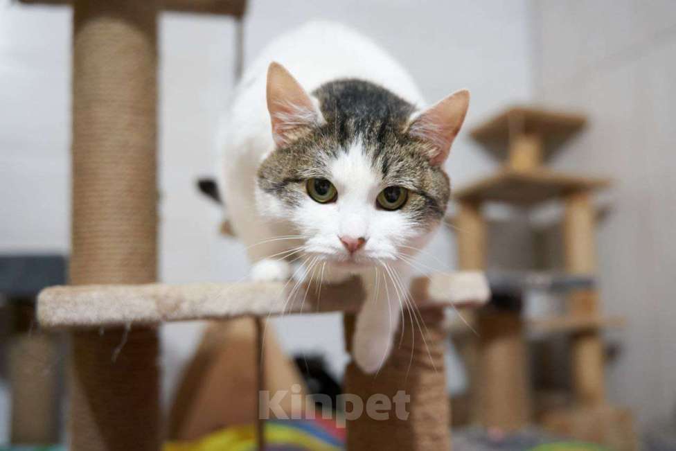 Кошки в Москве: Кошка Луша в добрые руки Девочка, Бесплатно - фото 2