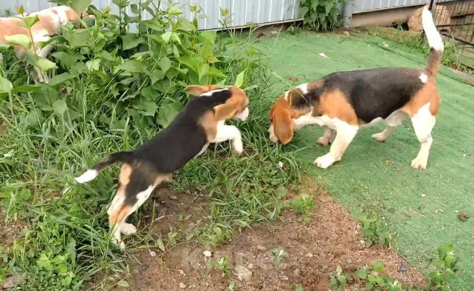 Собаки в Москве: Шикарный мальчик бигля Мальчик, 80 000 руб. - фото 5