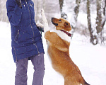 Собаки в Москве: Солнечная Ириска 2,5 года в добрые руки Девочка, Бесплатно - фото 3