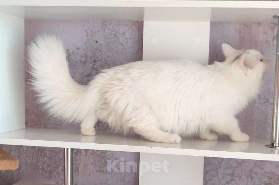 Кошки в Новосибирске: ♂️ Quinnie Мальчик, 50 000 руб. - фото 9