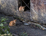 Кошки в Санкт-Петербурге: Котята ищут дом Разнополые, Бесплатно - фото 2