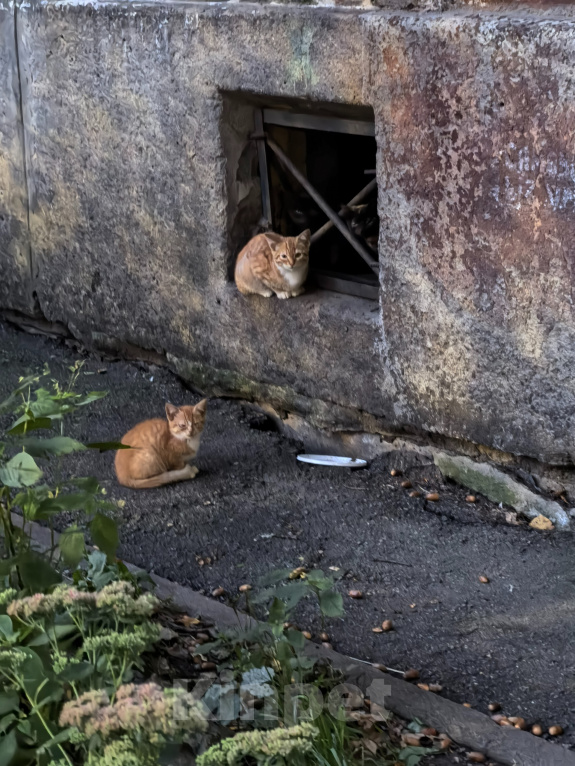 Кошки в Санкт-Петербурге: Котята ищут дом Разнополые, Бесплатно - фото 2