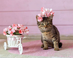 Кошки в Раменском: Котенок Фанта осень хочет домой Девочка, Бесплатно - фото 1