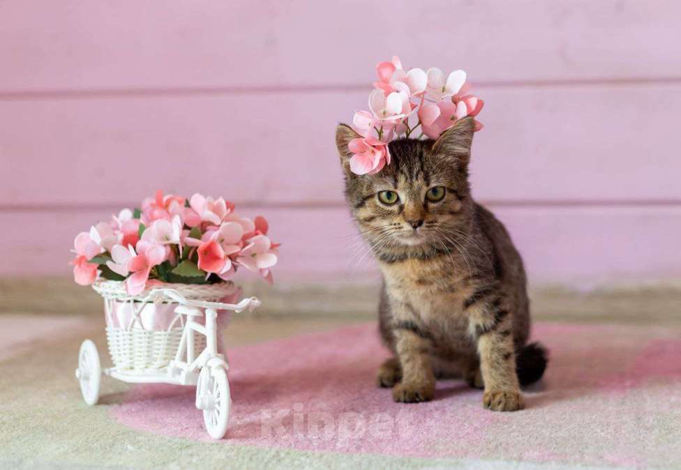 Кошки в Раменском: Котенок Фанта осень хочет домой Девочка, Бесплатно - фото 1
