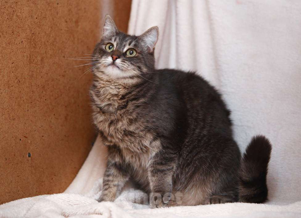 Кошки в Москве: Котоджентльмен ищет дом Мальчик, Бесплатно - фото 6