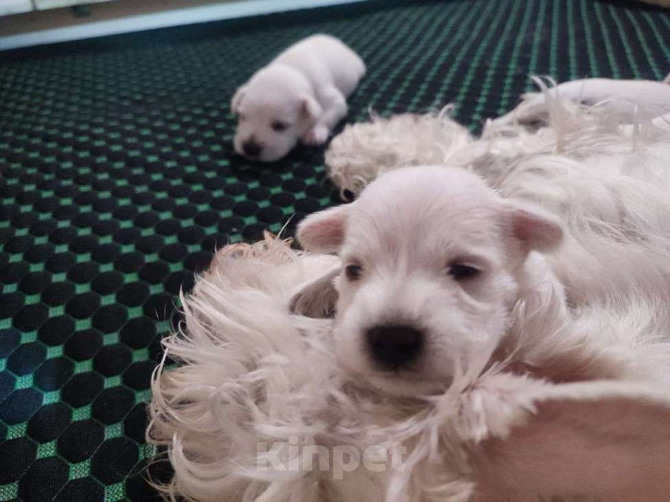 Собаки в Санкт-Петербурге: Щенки цвергшнауцера белого окраса Мальчик, 50 000 руб. - фото 3