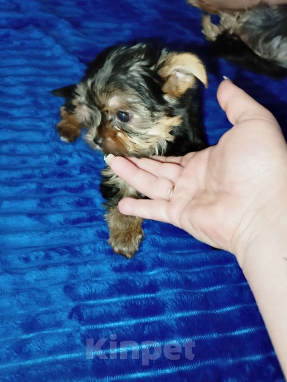 Собаки в Навашино: Мальчик Мальчик, 15 000 руб. - фото 1