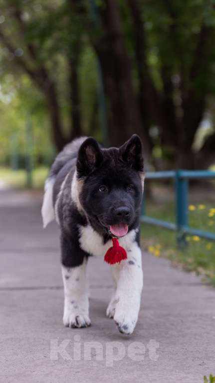 Собаки в Волгограде: Американская акита Девочка, 75 000 руб. - фото 6