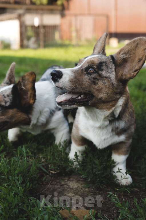 Собаки в Воскресенске: Щенки корги кардиган Мальчик, 40 000 руб. - фото 10