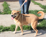 Собаки в Москве: Пёс Рыжик ищет своих людей - ШАНС на дом Мальчик, Бесплатно - фото 5