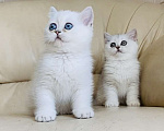 Кошки в Санкт-Петербурге: Синеглазый котик Мальчик, 15 000 руб. - фото 1