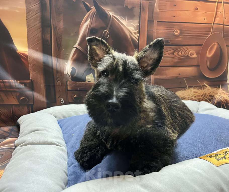 Собаки в Волгограде: Щенок Шотландского терьера  Мальчик, 70 000 руб. - фото 2