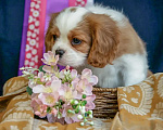 Собаки в Электростали: Девочка кавалер кинг чарльз спаниель Девочка, 150 000 руб. - фото 2