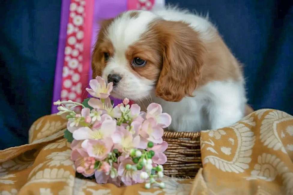 Собаки в Электростали: Девочка кавалер кинг чарльз спаниель Девочка, 150 000 руб. - фото 2