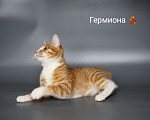 Кошки в Чебоксарах: Стерильная кошечка подросток Девочка, Бесплатно - фото 6