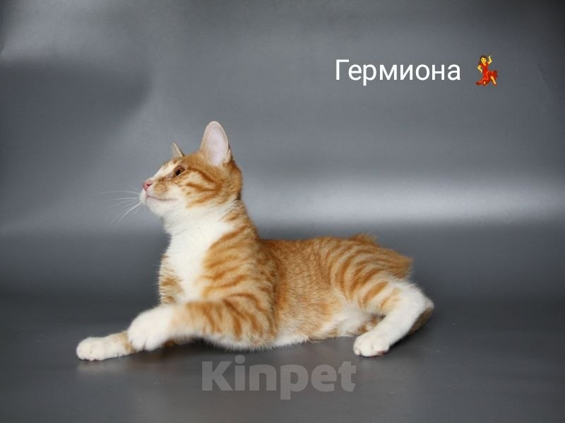 Кошки в Чебоксарах: Стерильная кошечка подросток Девочка, Бесплатно - фото 6