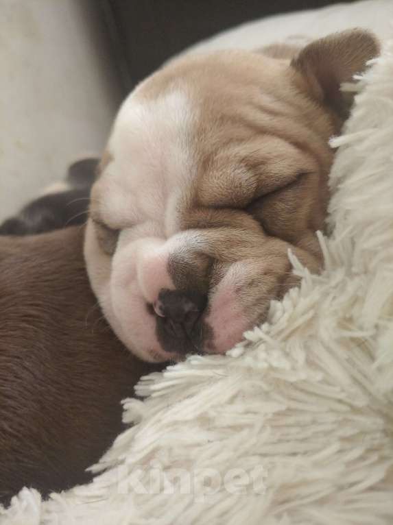 Собаки в Артеме: Булли Девочка, 150 000 руб. - фото 2