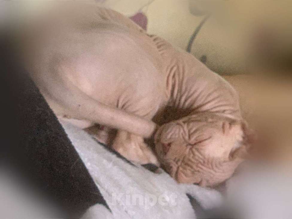 Кошки в Балашихе: Сфинкс в добрый руки Мальчик, Бесплатно - фото 1