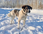 Собаки в Москве: Очень умная и благодарная собака Герда ищет семью! Девочка, Бесплатно - фото 3