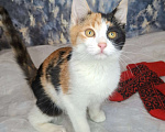 Кошки в Москве: Трехцветный котёнок в добрые руки  Девочка, Бесплатно - фото 7