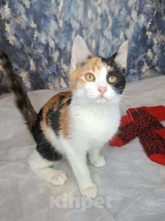 Кошки в Москве: Трехцветный котёнок в добрые руки  Девочка, Бесплатно - фото 7