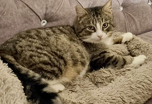 Анатоль! Котик в поисках семьи