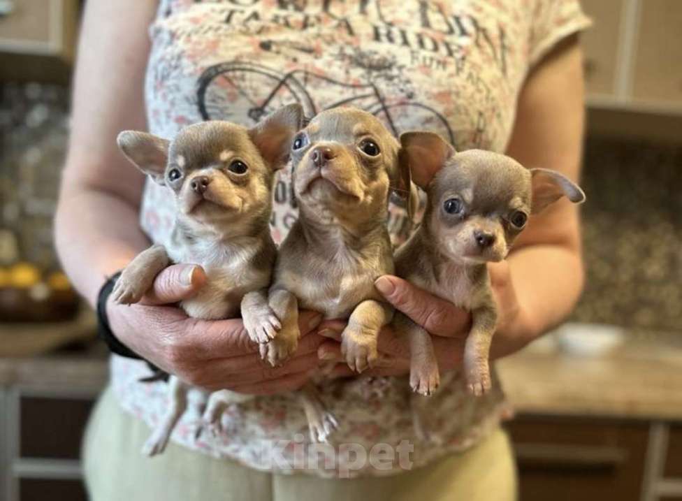 Собаки в Москве: Чихуахуа Девочка, Бесплатно - фото 6