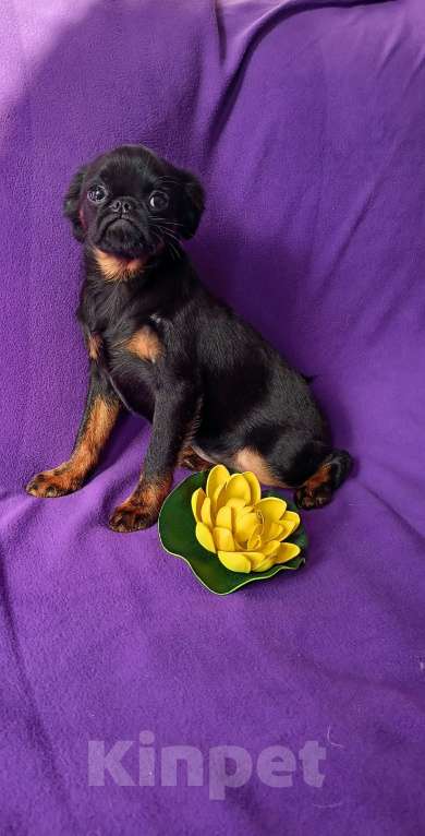 Собаки в Санкт-Петербурге: Очаровательная красотка Девочка, 80 000 руб. - фото 2